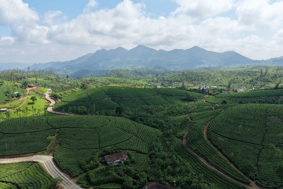 Plantation View