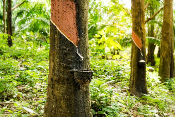 Rubber Products