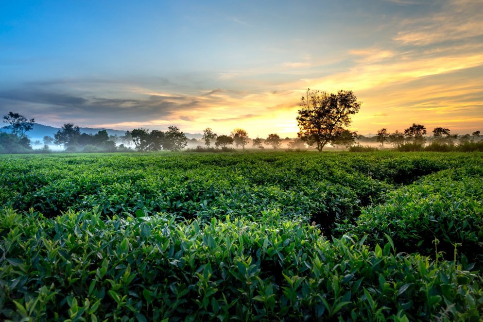 Malankara Plantation
