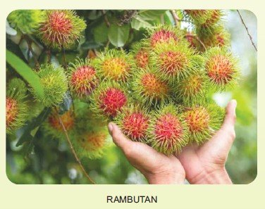 Rambutan