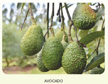Avocado