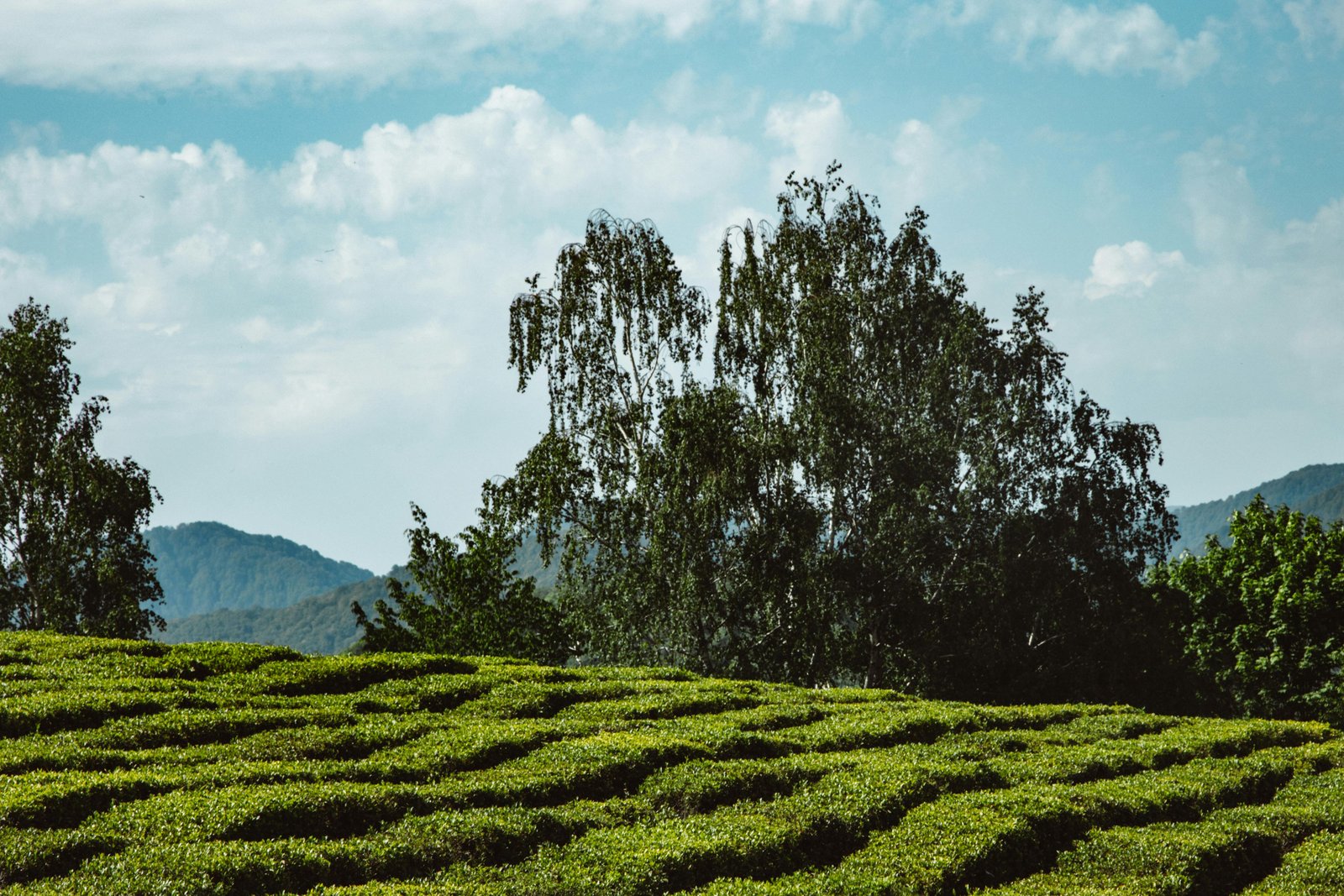 Tea Tasting & Guided Walks